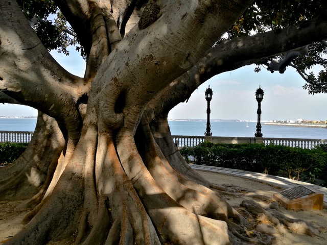 Beautiful tree in Cádiz. Photo © Karethe Linaae